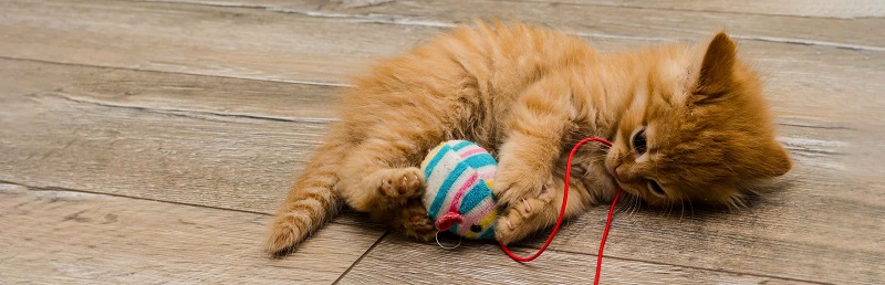 best cat toys for indoor cats